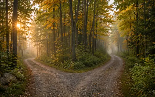 Sentier de forêt d'érables qui se sépare en deux chemins, à l'automne